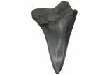 Fossil Broad-Toothed Mako Tooth - South Carolina #212041-1